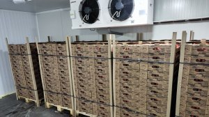 Франшиза от Клубничных Пиратов