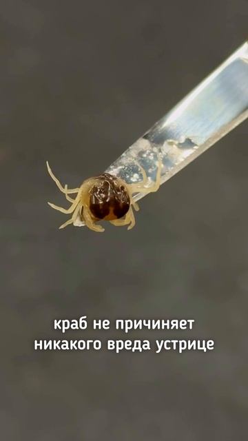 Устричный или гороховый краб в устрице! смотреть онлайн