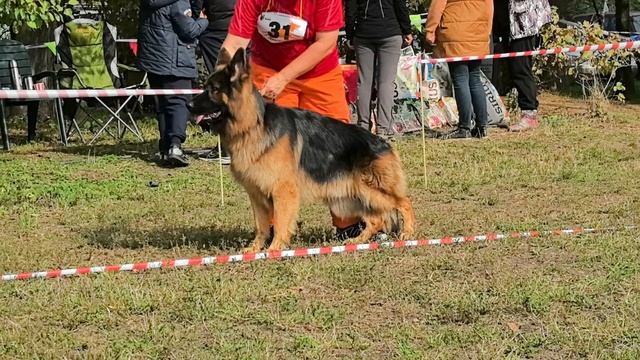 ЮНИОРЫ КОБЕЛИ ДШ / КЧК КРАСНОДАР 18 октября`25 Е.Медведева Моно немецких овчарок смотреть онлайн