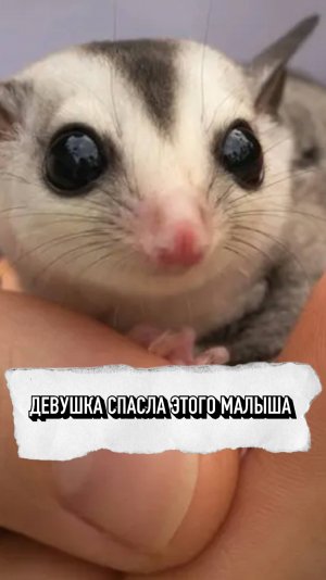 Девушка Спасла Этого Малыша❤️