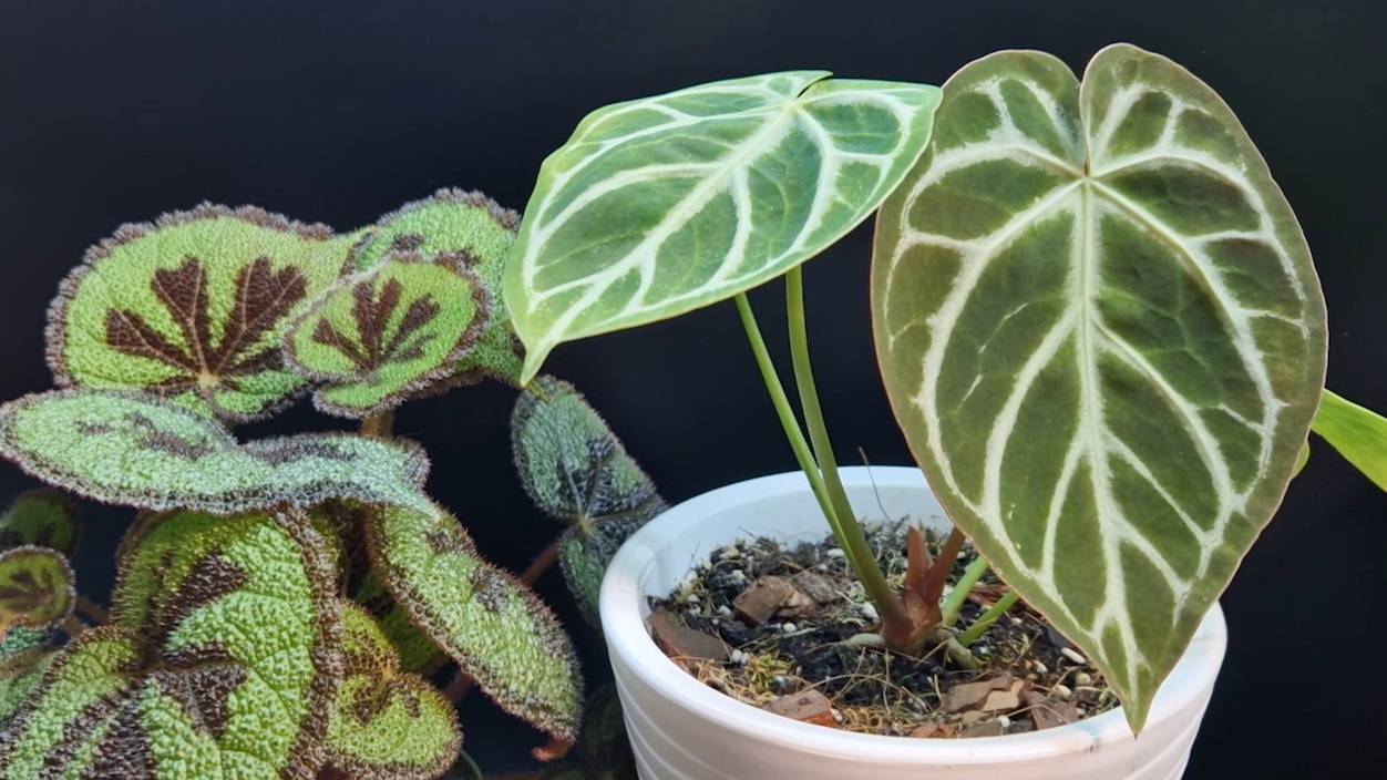 Небольшой обзор цветов из моей оранжереи. Всё преображается! 🌿🌸☘️🌺 смотреть онлайн