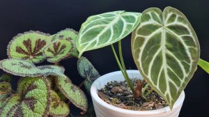 Небольшой обзор цветов из моей оранжереи. Всё преображается! 🌿🌸☘️🌺