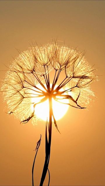 Демо Медитация Внутренняя улыбка