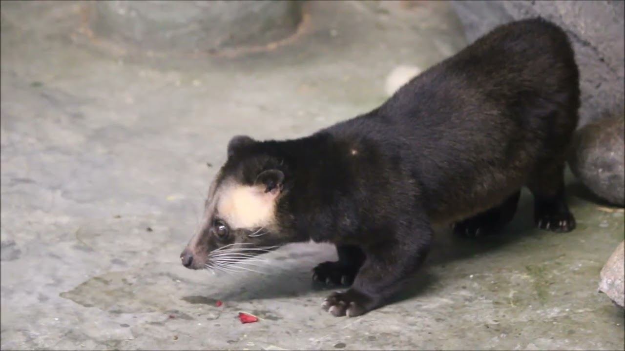 Масковые пальмовые циветты после завтрака прогуливаются по вольеру 22.10.2025 смотреть онлайн