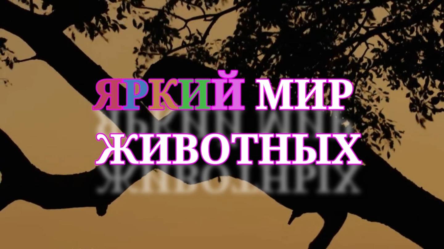 «Яркий мир животных» смотреть онлайн