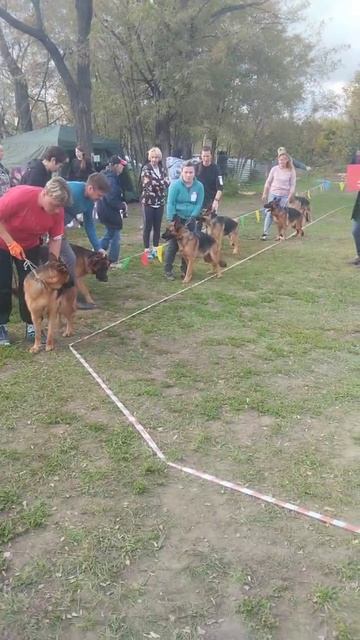 МОЛОДЫЕ СУКИ / КЧК РОСТОВ-НА-ДОНУ 19 октября`25 Е.Пудеев Моно немецких овчарок смотреть онлайн