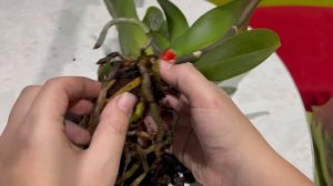 Обработка гниющей орхидеи Превикуром