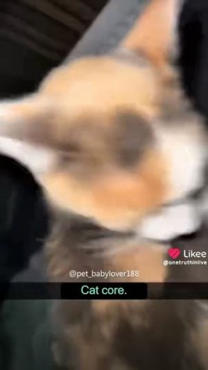 типичный коты