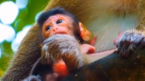 Baby monkey :
- А что и на ветвях жить можно ...   1000039102.mp4