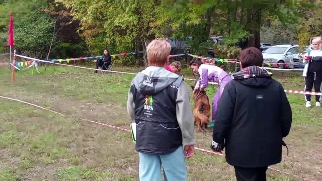 РАБОЧИЙ СУКИ ДШ / КЧК КРАСНОДАР 18 октября`25 Е.Медведева Моно немецких овчарок смотреть онлайн