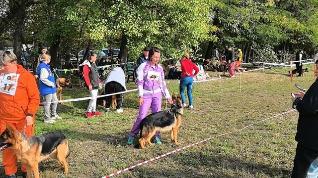 ПОДРОСТКИ СУКИ / КЧК КРАСНОДАР 18 октября`25 Е.Медведева Моно немецких овчарок смотреть онлайн