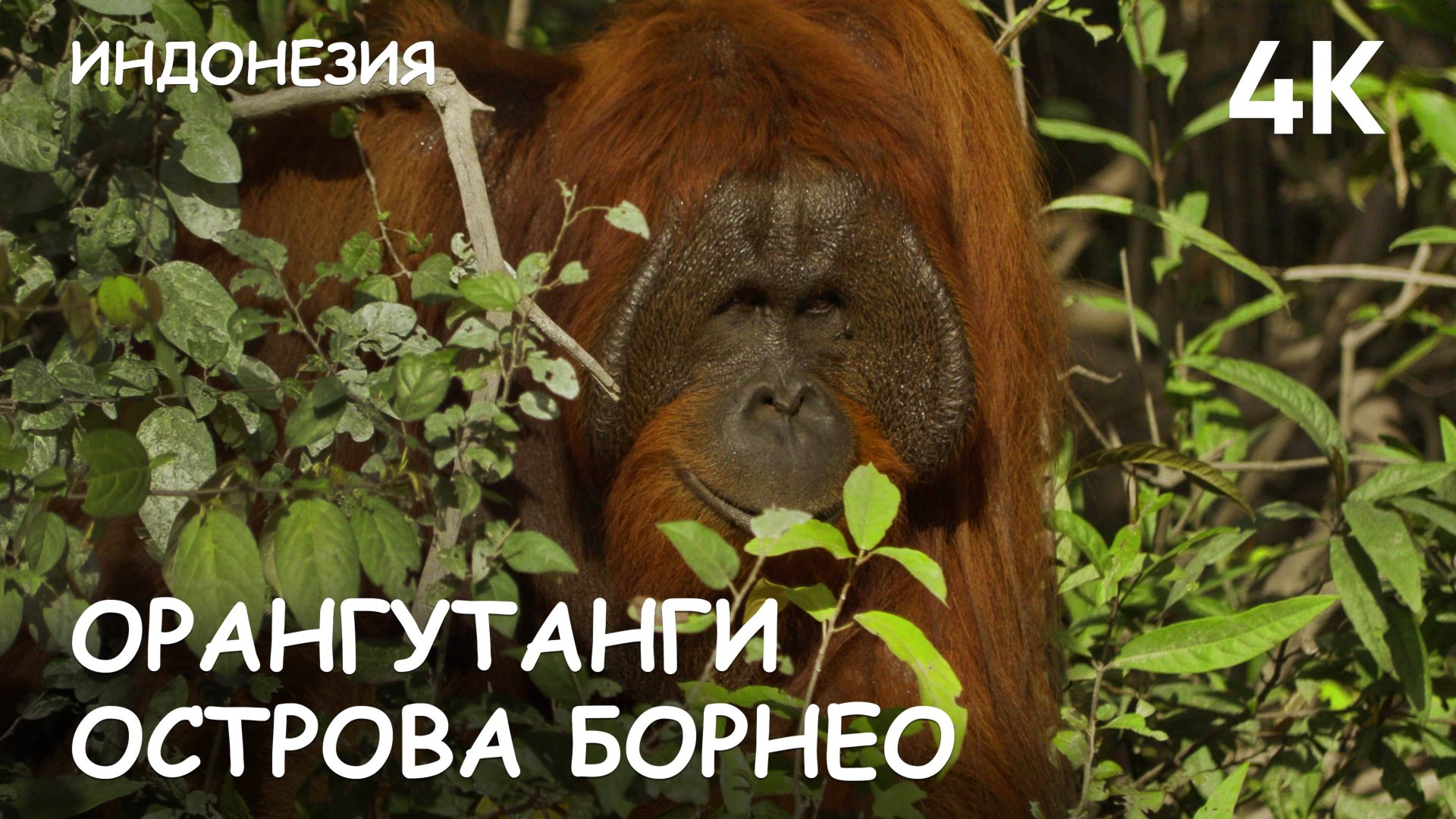 Мир Приключений - Орангутанги острова Борнео. Индонезия. 2025 г. смотреть онлайн