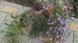 В моих цветниках появились новинки!