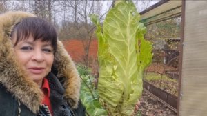 Продолжение истории мошенничества. Обещания и ожидания. Вырастила необыкновенную капусту.