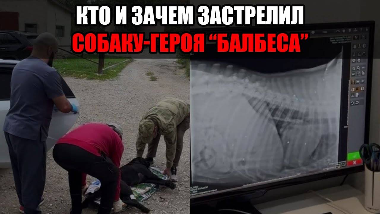 Трагедия в Махачкале: застрелен пёс-спасатель, вытаскивавший людей из-под завалов смотреть онлайн