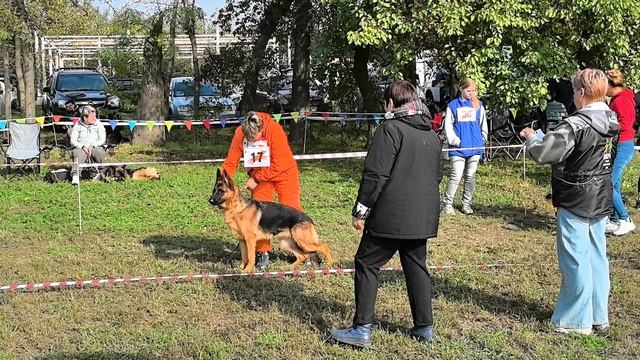 ПОДРОСТКИ СУКИ / КЧК КРАСНОДАР 18 октября`25 Е.Медведева Моно немецких овчарок смотреть онлайн