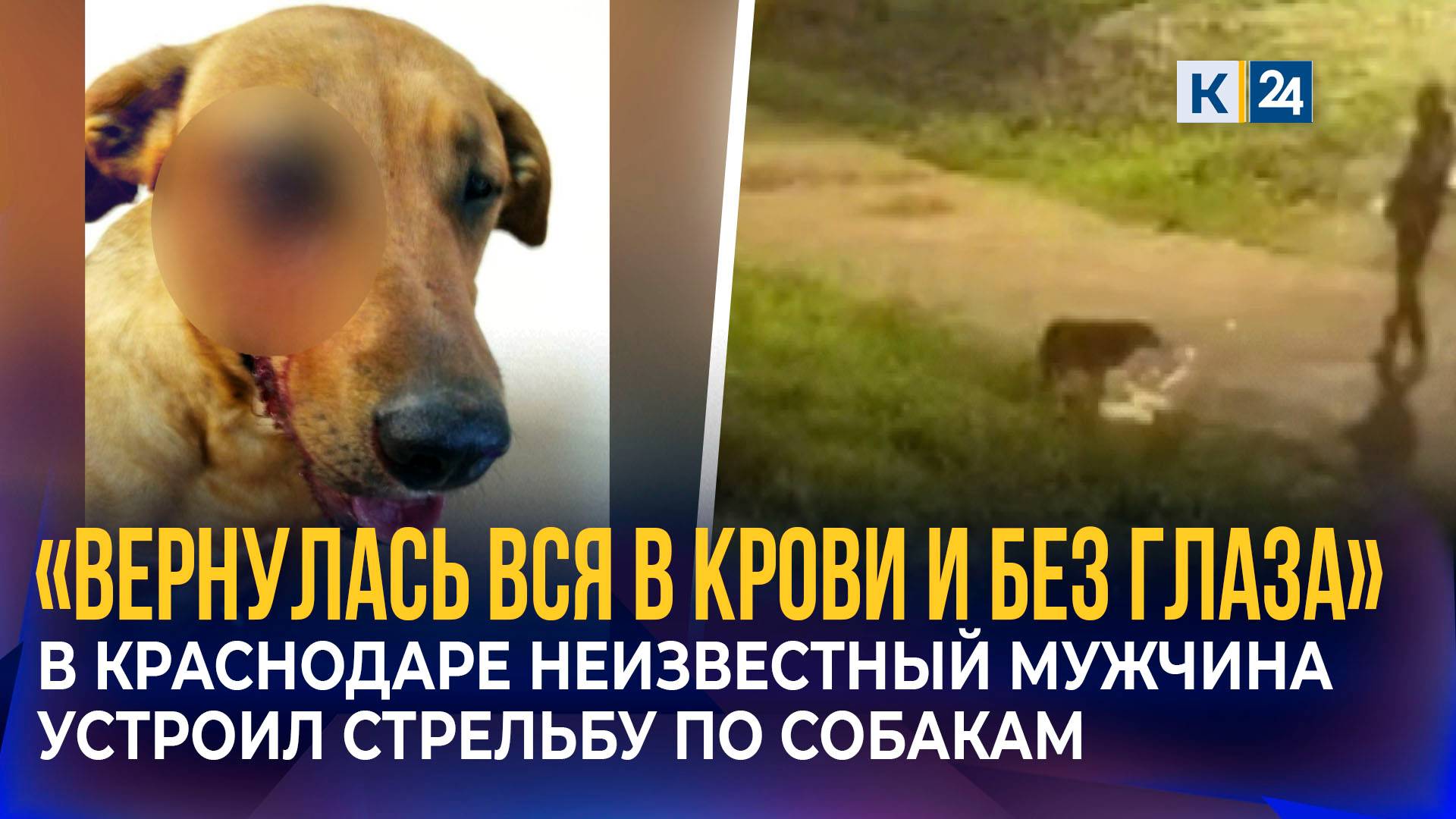 Неизвестный мужчина устроил стрельбу по бездомным собакам в Краснодаре смотреть онлайн
