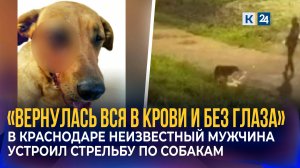 Неизвестный мужчина устроил стрельбу по бездомным собакам в Краснодаре