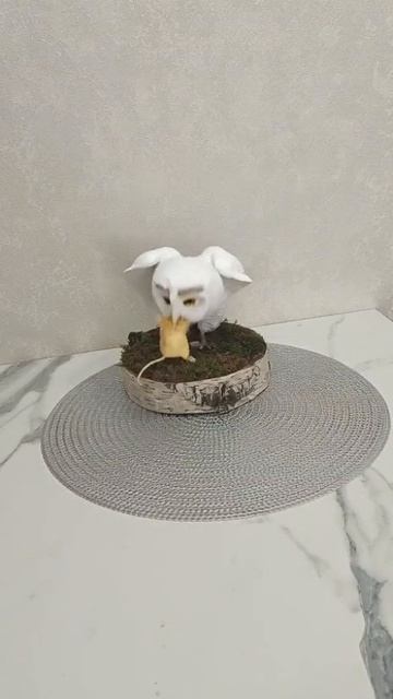 белая сова, красная книга.mp4