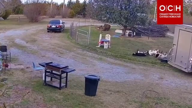 В США пугливые козы массово упали в обморок после того, как грузовик врезался в ограждение. смотреть онлайн