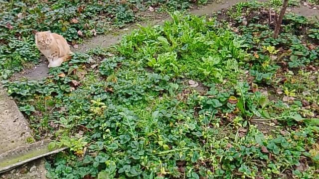 Домашние кошечки в огороде смотреть онлайн
