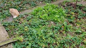 Домашние кошечки в огороде