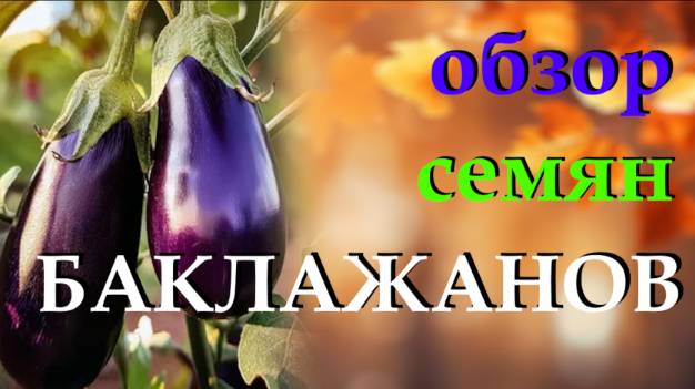 Обзор семян вкусных баклажанов. Секреты выращивания смотреть онлайн