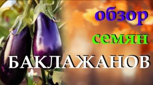 Обзор семян вкусных баклажанов. Секреты выращивания