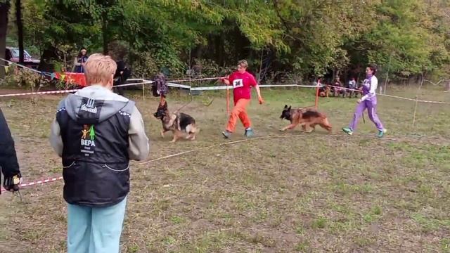 РАБОЧИЙ СУКИ ДШ / КЧК КРАСНОДАР 18 октября`25 Е.Медведева Моно немецких овчарок смотреть онлайн