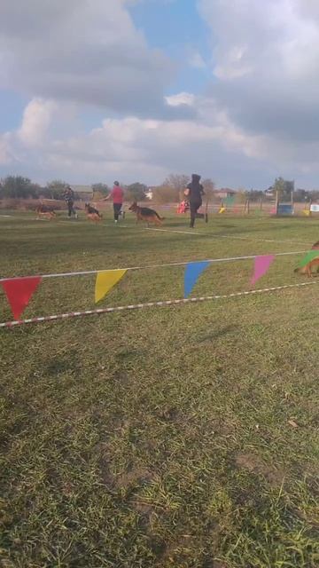 РАБОЧИЙ КОБЕЛИ / КЧК РОСТОВ-НА-ДОНУ 19 октября`25 Е.Пудеев Моно немецких овчарок смотреть онлайн