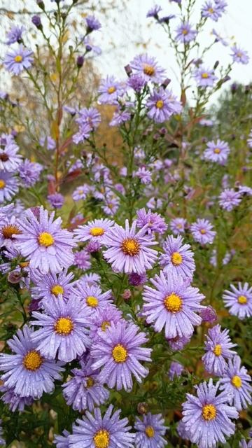 Октябринки в моем саду