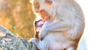 Борьба за ресурсы идёт явно не на равных 1000039092.mp4