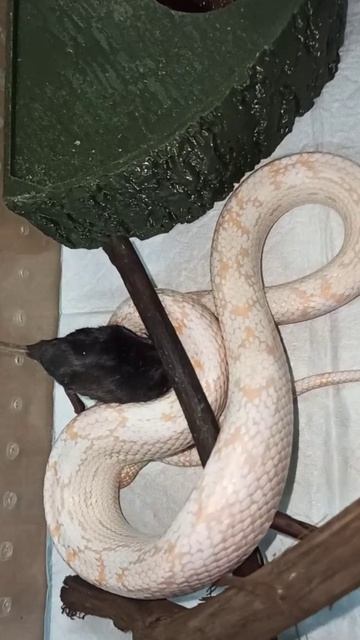 Кормление Карамельки. 22 октября 2025 г. смотреть онлайн