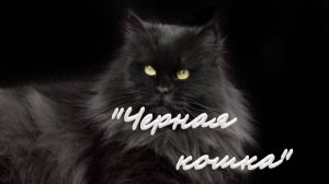 "Черная кошка" Каждую пятницу в 18:00 новый захватывающий рассказ! Подписывайтесь и не пропустите!