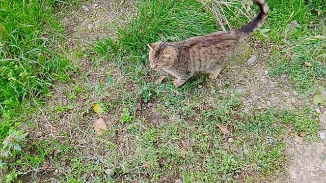 Домашняя кошечка смотреть онлайн