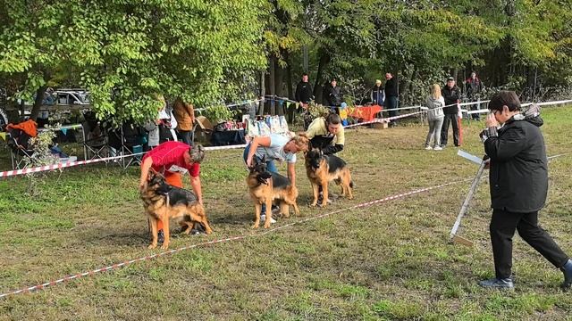 ЮНИОРЫ КОБЕЛИ / КЧК КРАСНОДАР 18 октября`25 Е.Медведева Моно немецких овчарок смотреть онлайн