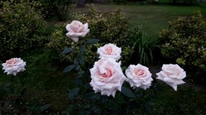 Новые розы  (первогодки) в саду 2025    часть 4