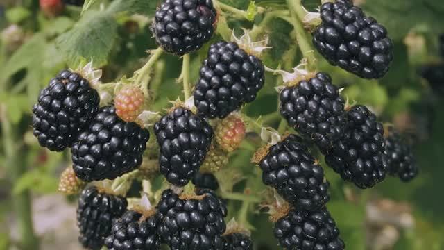 25-10-2025 г. Желающие заняться выращиванием ягод могут воспользоваться программой поддержки. смотреть онлайн