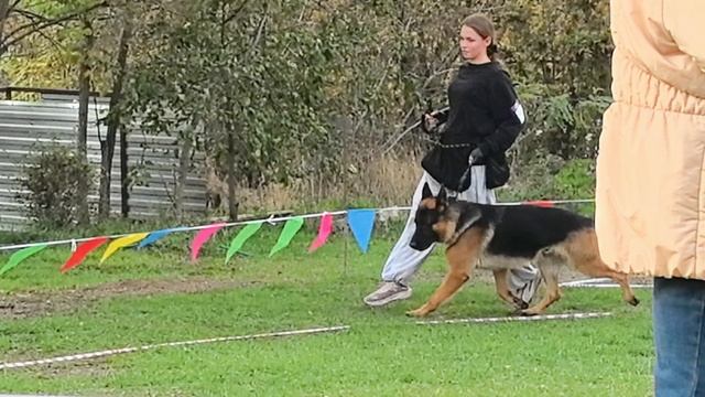 ОТКРЫТЫЙ КОБЕЛИ / КЧК РОСТОВ-НА-ДОНУ 19 октября`25 Е.Пудеев Моно немецких овчарок смотреть онлайн