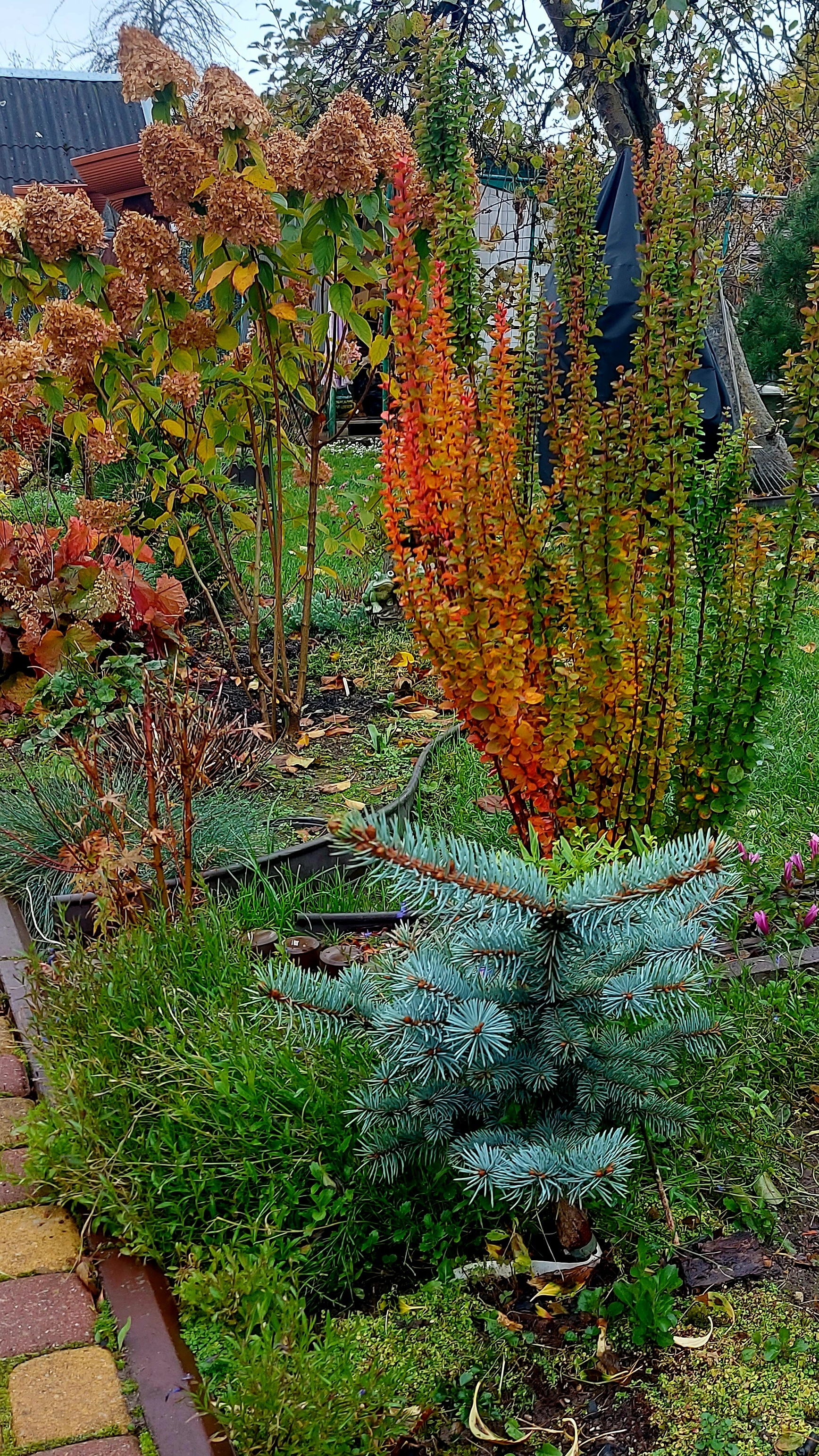 Осенний сад🍁🍂🌧#любимаядача смотреть онлайн