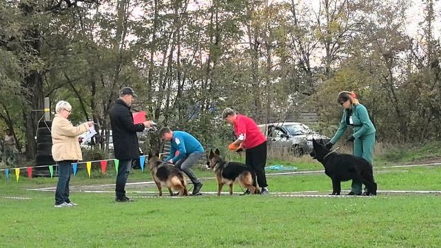 РАБОЧИЙ СУКИ / КЧК РОСТОВ-НА-ДОНУ 19 октября`25 Е.Пудеев Моно немецких овчарок смотреть онлайн