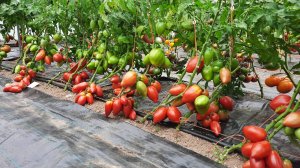 Гном Головорез - Проверенный сорт томатов