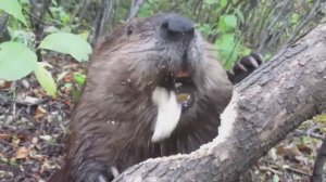 Бобёр грызёт дерево 🦫
