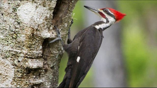 Пение и звуки дятла в лесу. Дятел на дереве. Дятел долбит древесину смотреть онлайн