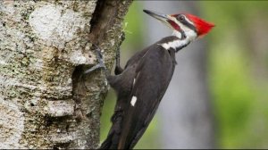 Пение и звуки дятла в лесу. Дятел на дереве. Дятел долбит древесину