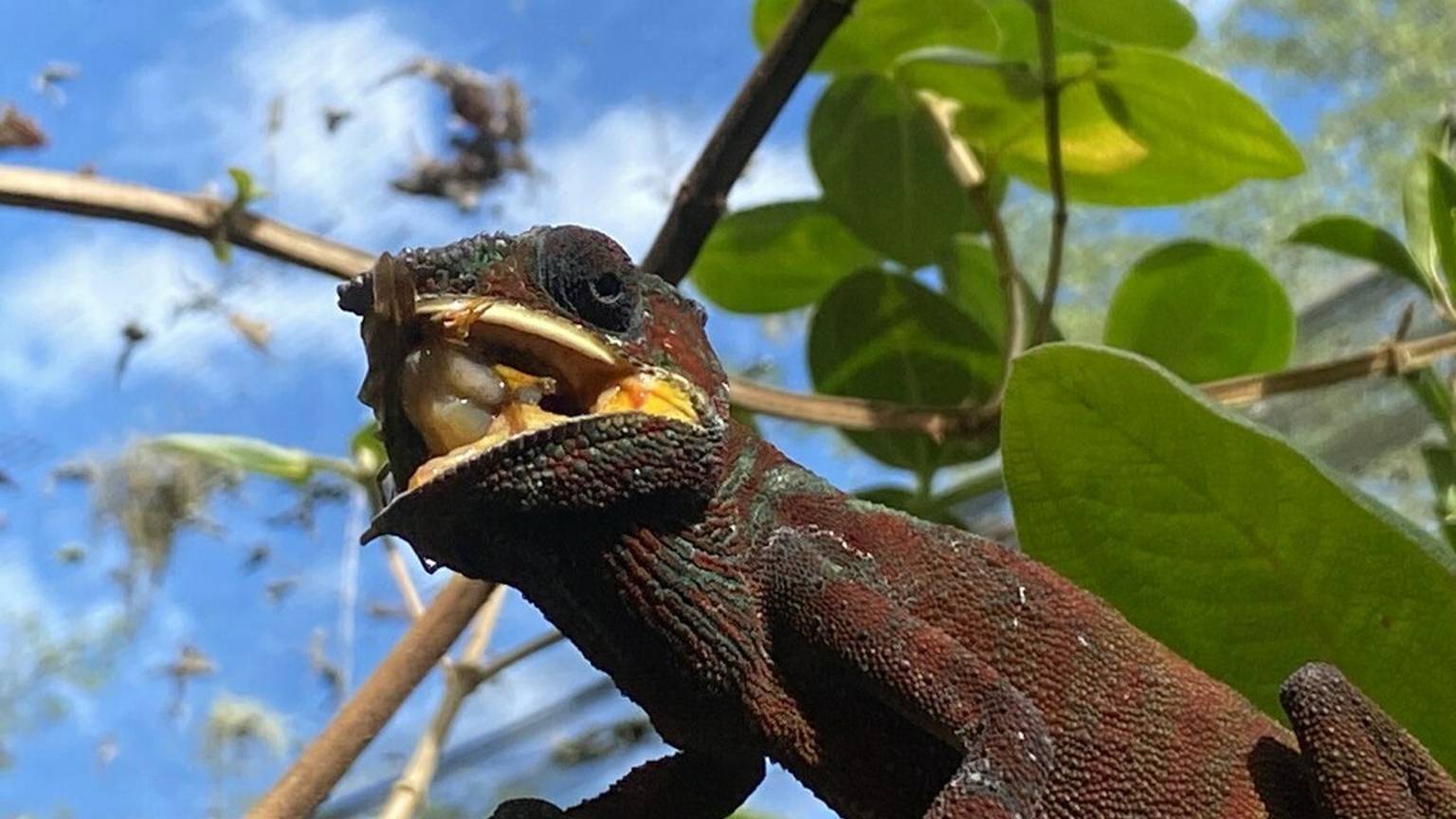 Пантерный хамелеон смотреть онлайн