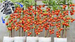 Как вырастить помидоры используя сырую рыбу в качестве удобрения