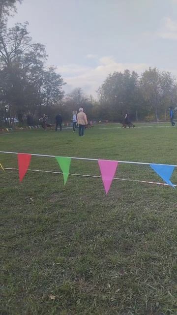 РАБОЧИЙ КОБЕЛИ / КЧК РОСТОВ-НА-ДОНУ 19 октября`25 Е.Пудеев Моно немецких овчарок смотреть онлайн