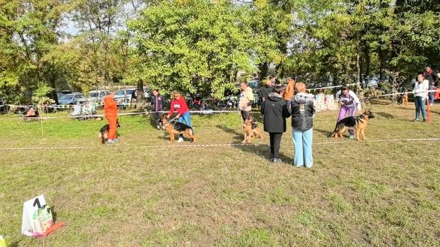 ПОДРОСТКИ СУКИ / КЧК КРАСНОДАР 18 октября`25 Е.Медведева Моно немецких овчарок смотреть онлайн