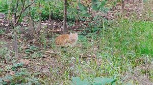 Домашняя длинношёрстная рыжая кошка